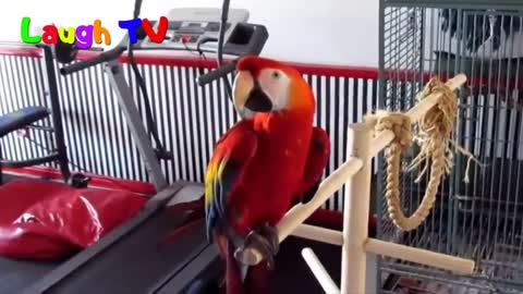 A Cute Funny Parrots Talking