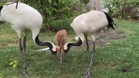 Red Crowned Cranes and their baby