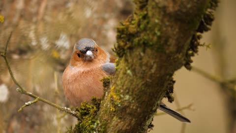 Beaut Bird Free in nature - Please contribute my channel, thanks!!!