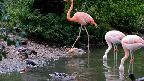 Flamingo Pink Animal Birds