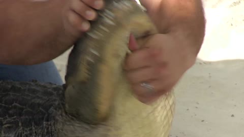 Gator Snaps At Humans Hand