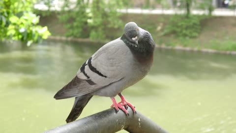 A Bird Pigeon in a City sitting on a Balcony