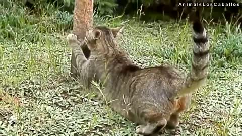 Funny Crazy Cats Videos Top Funny Animals Video Funny Videos