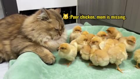 The hen suspects the kitten has stolen the chicks!The cat returned the chick to the hen.Funny cute🤣