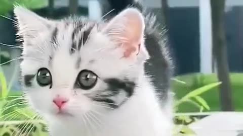 Cute Baby Cats walk