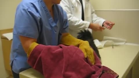 Psycho Cat Beats Up On Vet