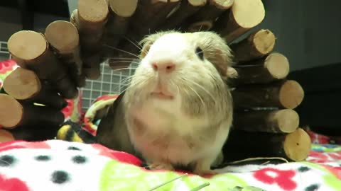 Cutest Skinny Pig & Guinea Pig Combo