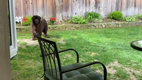 newfoundland dogs do things on their own$