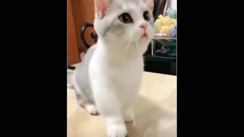 Kitty cat ask for treat! SO CUTE!