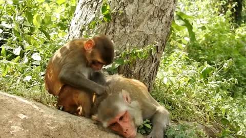 Monkey fun video