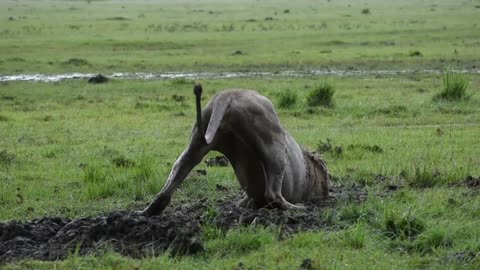 Lion Digs Out a Warthog.