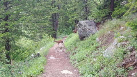 Deer In Grand Teton National Park, Wyoming