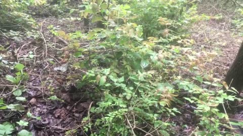 Northern Kentucky Project: Observational Data During Second Visit of Bush Honeysuckle Removal