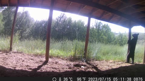 Young Bear Scratches Its Back on Pole