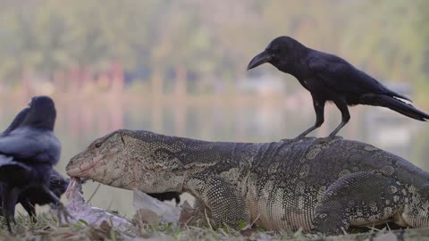 A group of crows trying to catch a fish from a Komodo dragon, will it succeed?