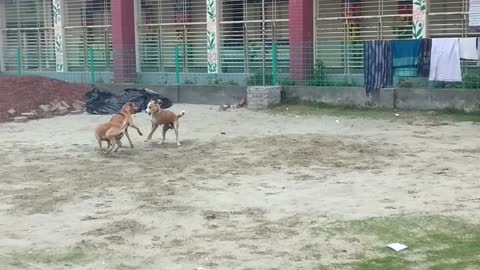 Three dogs fighting with their own passon