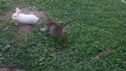 Look at these two cute kitten and bunny playing tag!