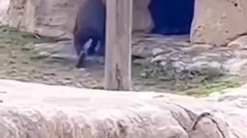 Oops🤣Chimpanzee Rounding: Hilarious Head Bump!"🤣🤣