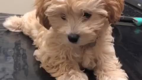 Tan fluffy poodle at the vets office