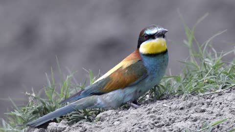 Bright Rainbow Bird: The Splendor of Colors in Feathers.