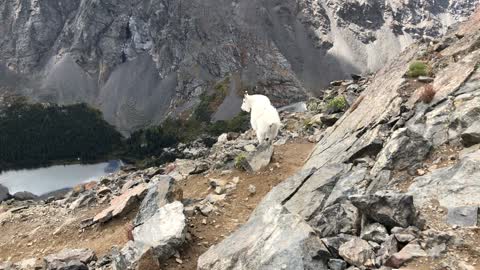 Mountain Goat blocks path