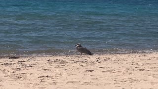 Grey Seagull Holding Onto Some Food