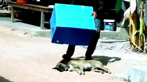 Troll Prank Dog Funny & Lion , Tiger Prank To dog. funny