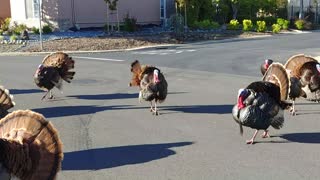 Turkeys showing off.