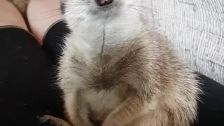 Meerkat is So Sleepy