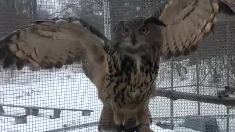 Owl wingspan! So beautiful and powerful