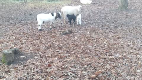 Breakfast time for bovines