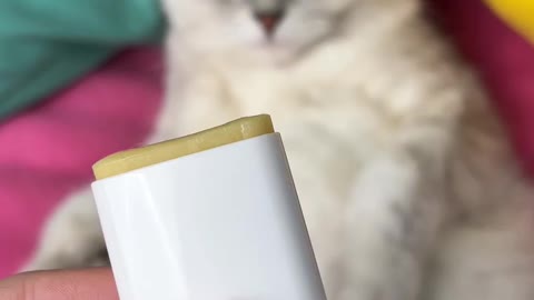 Cute reaction of cat while cutting the nail