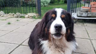 Bernese Mountain Dog Albert loves cheese