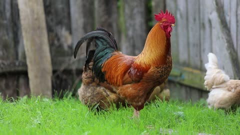 How wonderful is this rooster