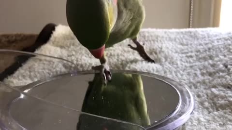 Funny parrot |cockatiel parrot | Funny birds | Funny animals