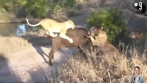 14 CRAZIEST Animal Fights Caught On Camera, OMG