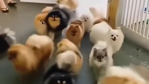 Cute dogs 🤩||