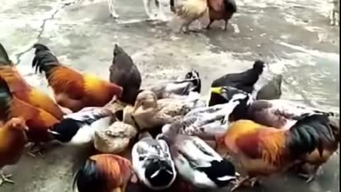 Chiken vs dog