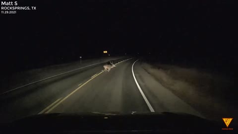 Close call with Axis Buck 11.29.2021 — ROCKSPRINGS, TX