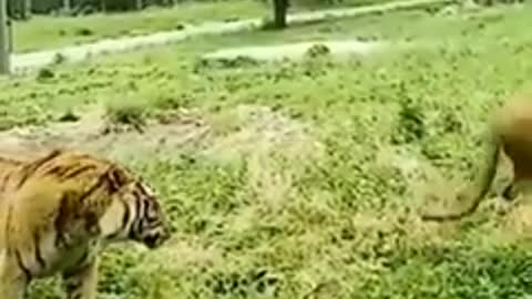 Animals short videos Lion Tigers