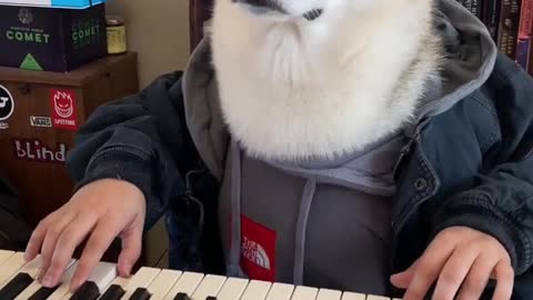 Siberian Husky PLAYS PIANO PERFECTLY! #shorts