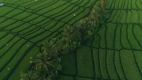 Birds Eye View of Indonesian Rice Paddies Without Copyright