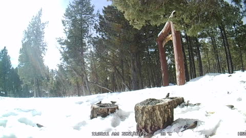 Legion Of Birds Eating Seeds In Snow!