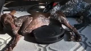 Robot Invasion. Roomba Attacks German Shorthaired Pointers.