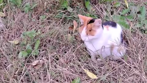 Cute kitten playing and cat snoozing