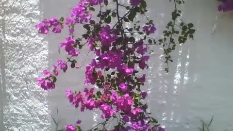 Beautiful bunch of spring purple flowers on a white wall, pretty flower! [Nature & Animals]