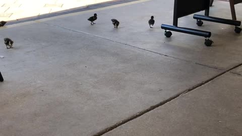 Wild baby ducks at restaurant