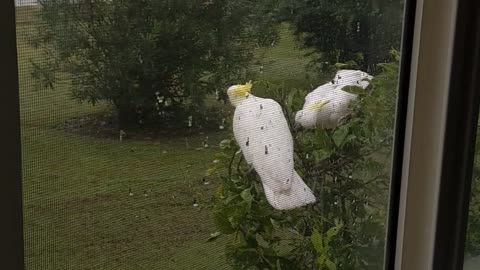 White Cockatoo - 3 of them just chilling in the rain