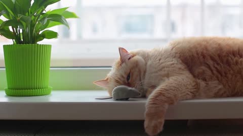 Close-up beautiful huge white red cat with blue eyes and long hair lies lazily on windowsill