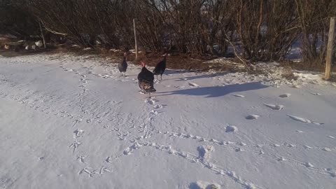 Daily Life - Filling Cistern, Feeding Pigs, Checking Goats